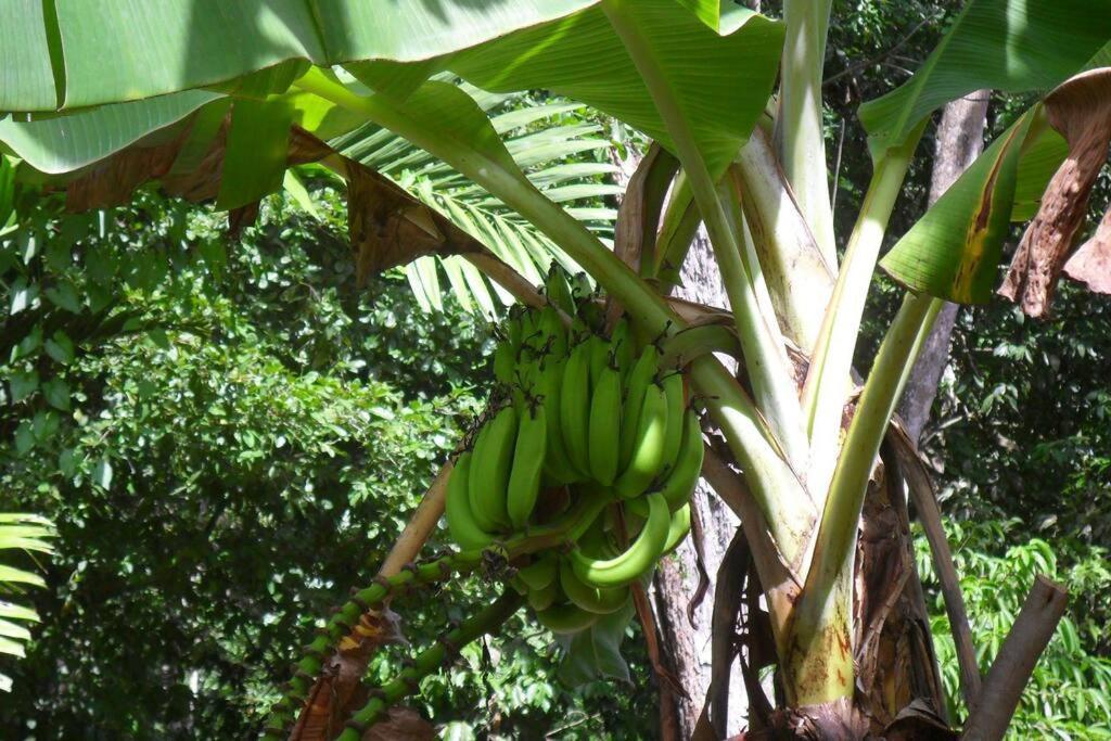 Idilio Escape Leilighet Ocho Rios Eksteriør bilde