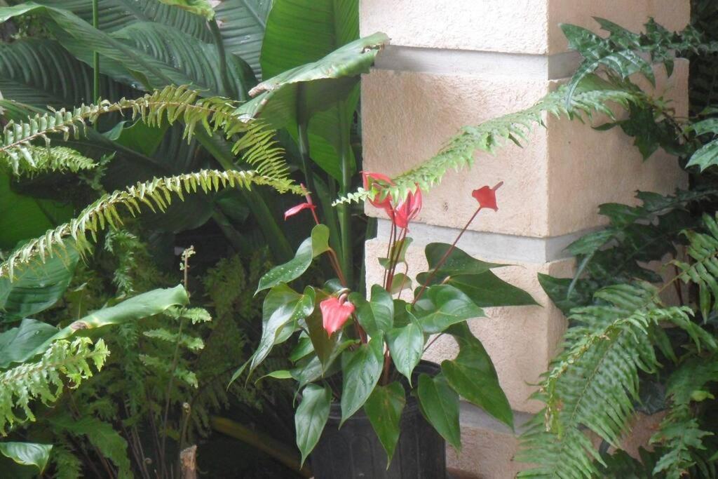Idilio Escape Leilighet Ocho Rios Eksteriør bilde