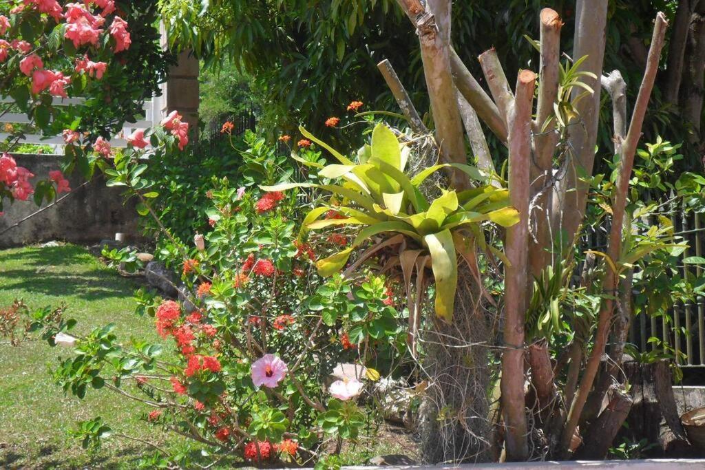 Idilio Escape Leilighet Ocho Rios Eksteriør bilde